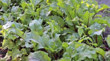 Bahçede yetişen ve rüzgarla hafifçe savrulan sağlıklı yaprakları olan kırmızı pancar.