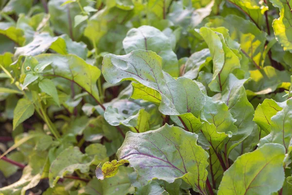 Tanaman Bit Dengan Daun Segar Taman — Stok Foto