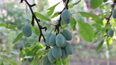 Ağaçta bir sürü yeşil erik var. Eriklerin faydaları