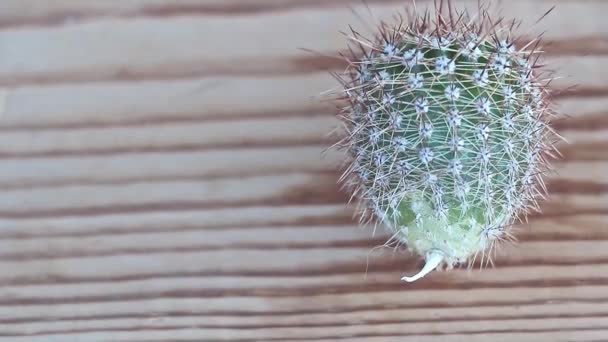 One Beautiful Echinopsis Cactus Wooden Background Copy Space — Vídeo de Stock