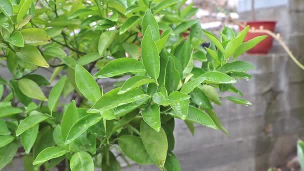 Closeup Tangerine Tree Leaves Fresh Dew — Stockvideo