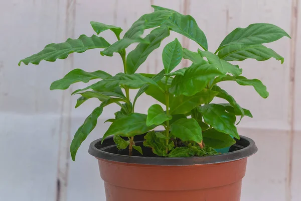 Closeup Pot Growing Coffee Tree Leaves Home — Stock fotografie