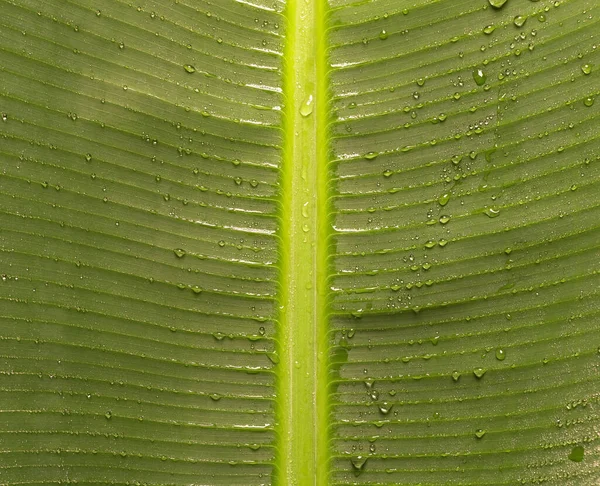 Top View Textured Banana Leaf Background Fresh Green Leaf Water — Foto Stock