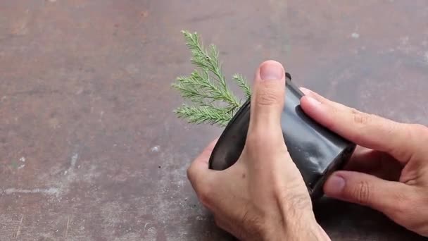 Human Hands Repotting Young Sequoia Tree — Stockvideo