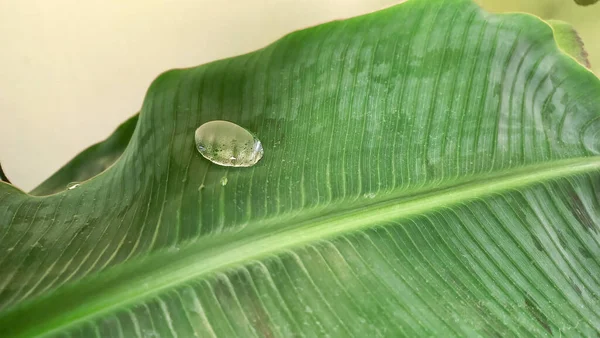 A big drop of water on the banana leaf - Banana tree care concept.