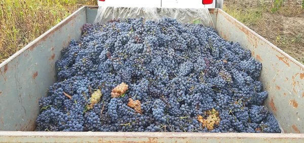 Trailer Full Fresh Grapes Wine Close — Photo