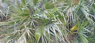 A beautiful palm trees background - Growing tropical plants at home.