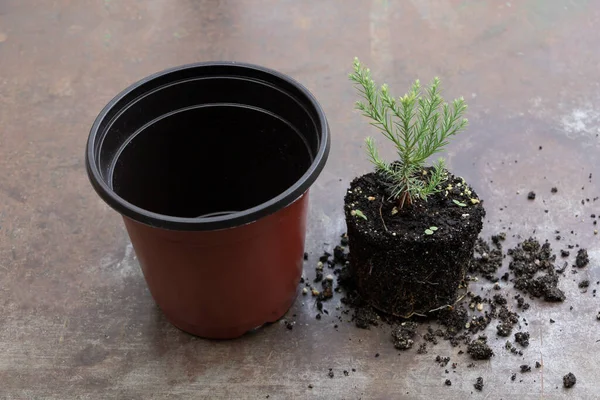 Process Repotting Young Sequoia Tree New Pot — Photo