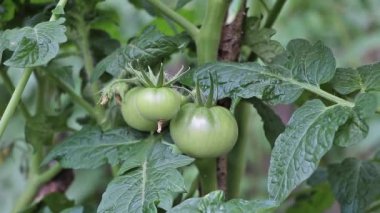 Green tomatoes growing in the garden - From above of fresh green leaves of plant growing in garden on sunny day