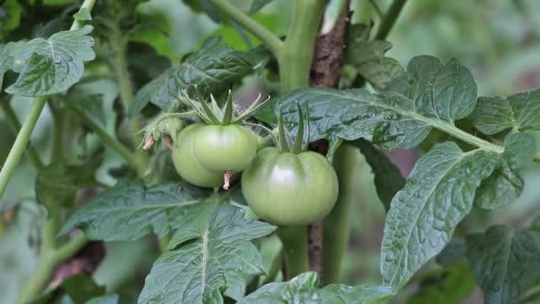 Green Tomatoes Growing Garden Fresh Green Leaves Plant Growing Garden — Wideo stockowe