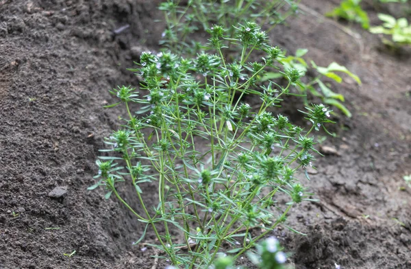 Thyme medicinal plant or Summer savory herb in the garden - health benefits of thyme concept. Close up shot.