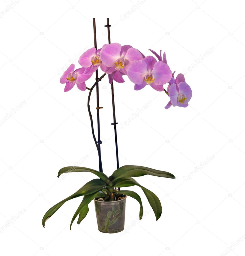A beautiful pink Phalaenopsis orchid with one spike isolated on white background.