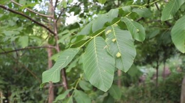 The walnut blister mite on the leaves - diseased walnut leaves concept