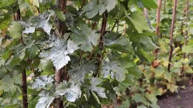 Wine culture which was sprayed against pests - Concept for care
