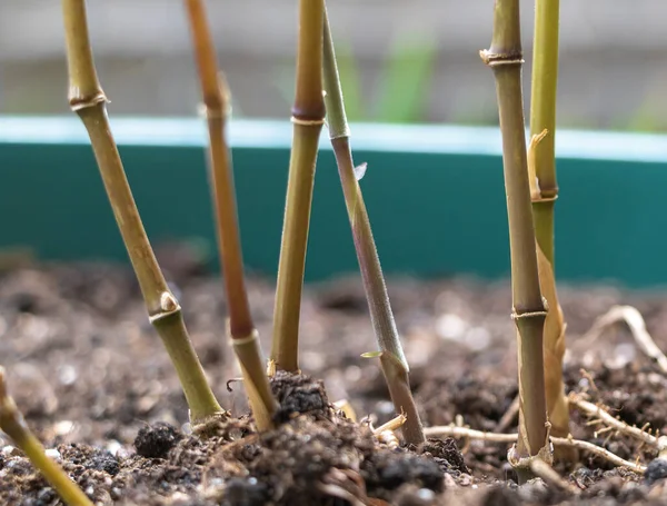 Moso Bamboo Shoots Close Growing Pot Home Wind Blows Slowly — Fotografia de Stock