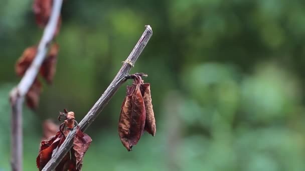 Fruit Tree Dried Summer Dry Leaves Remained — Stock Video