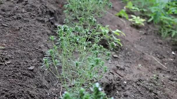 Thyme Plantation Garden Which Already Bloom Concept Benefits Herb — Stock Video