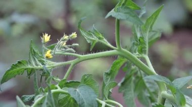 Tomato culture with yellow blooms in early summer close up