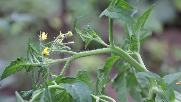 Tomato Culture Yellow Blooms Early Summer Close — Stockvideo