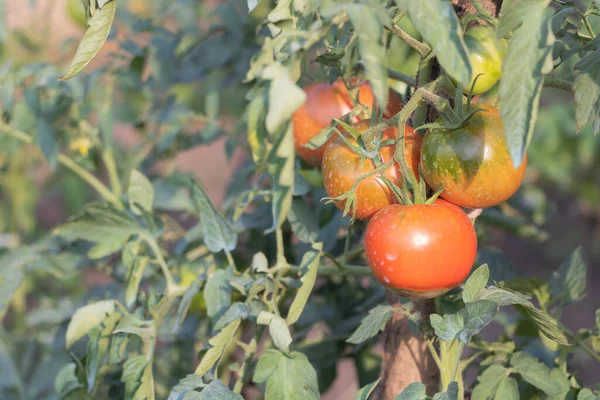 Tomatoes growing in the garden at home - A bunch of tomatoes getting ripe - Tomato culture sprayed against pests - on blurred background.
