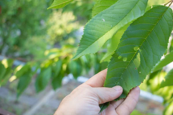 Human hand holding a Cherry tree leaf affected by pests - Agriculture concept - Cherry tree leaves in a sunny dau close up.