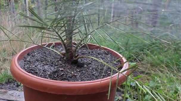 Watering Date Palm Tree Repotting Concept Growing Palm Trees Containers — Vídeo de Stock