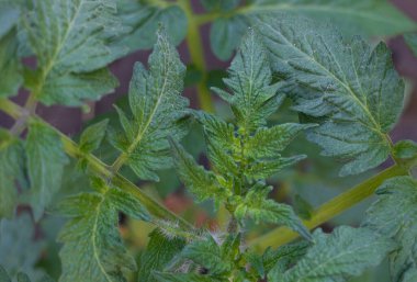 Macro shot of a tomato plant leaf close up - Concept for growing tomatoes.