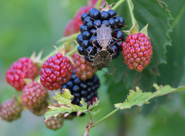 Brown marmorated stink bug Halyomorpha halys on a blackberry plantation close up.