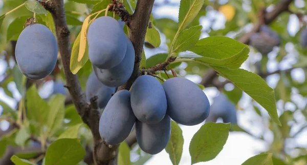 A bunch of fresh plums in the tree that growing in the farm - Agriculture concept.