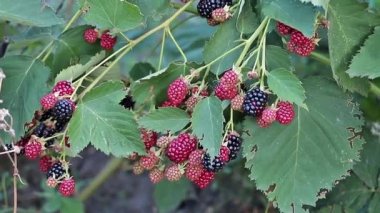 A bunch of fresh blackberries in the farm that are gradually ripening. Healty eating concept - Benefits of blackberries