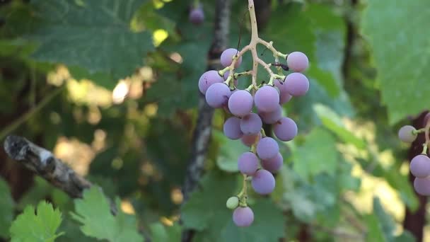 Closeup Shot Bunch Fresh Grapes Growing Vineyard Farm Delicious Grapes — Stockvideo