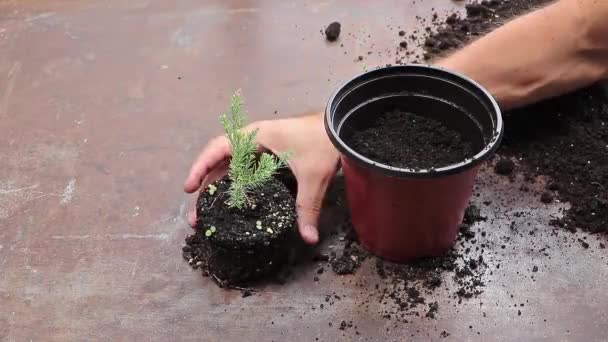 Human Hands Repotting Young Sequoia Tree New Pot Concept Planting — Stockvideo