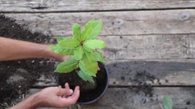 In the process of repotting Bay tree - Laurus nobilis. Adding new potting soil rich in humus
