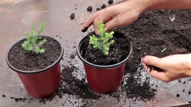 Human Hands Repotting Young Sequoia Tree New Pot Concept Planting – Stock-video