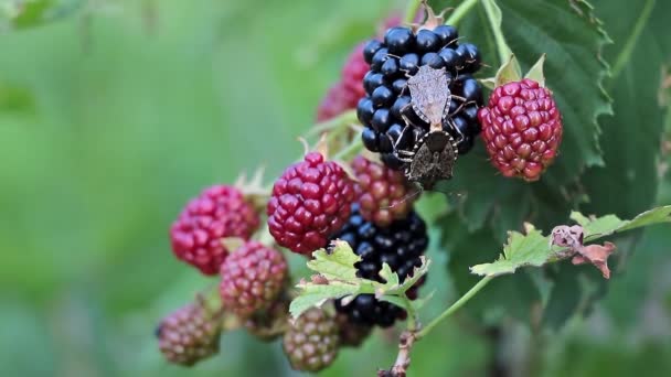 Brown Marmorated Stink Bug Halyomorpha Halys Blackberry Plantation Close — Videoclip de stoc