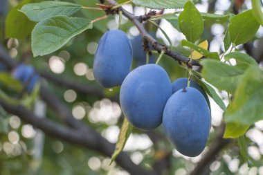 A bunch of fresh plums in the tree that growing in the farm close up - Agriculture concept.