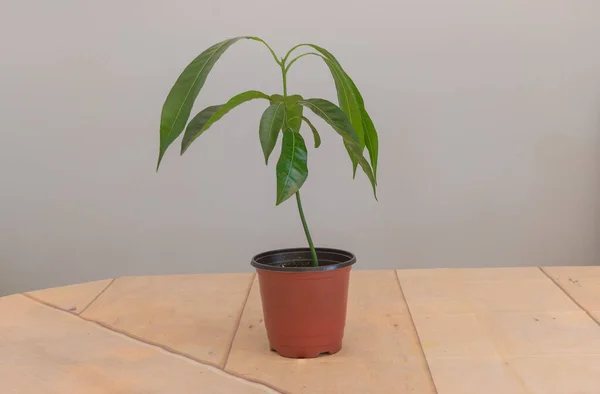 A beautiful mango tree growing inside - Concept for growing mangoes at home.