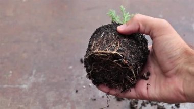 A young Sequoia tree in the hand of a gardner - Concept for repotting Sequoia. Growing coniferous plants from seeds