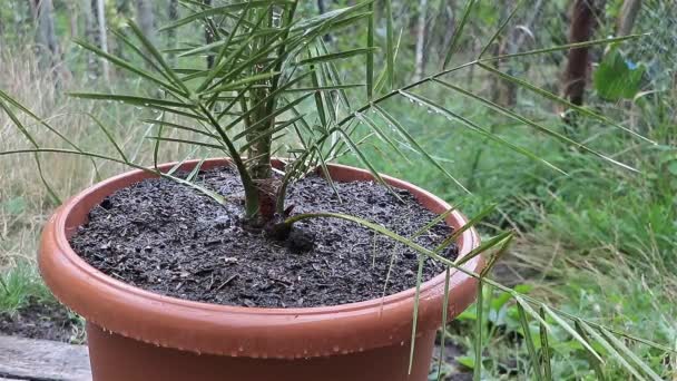 Watering Date Palm Tree Repotting Concept Growing Palm Trees Containers — Stock Video