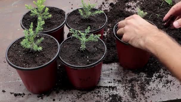 Human Hands Repotting Young Sequoia Tree New Pot Concept Planting — Vídeo de Stock