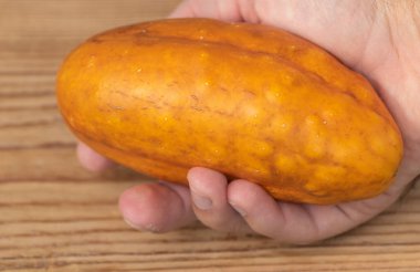An aged yellow cucumber kept for seed production in the hand of a gardner close up.