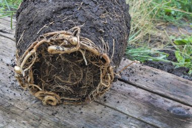 A Root Bound of a date palm tree - Phoenix dactylifera close up. In Proces of repotting.