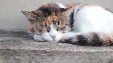 Üç renkli sevimli bir kedi uyuyor ve derin derin nefes alıyor.