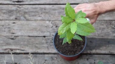 Laurus Nobilis 'e saksı diktikten sonra bir defne ağacını sulama işlemi sırasında. Bakım kavramı