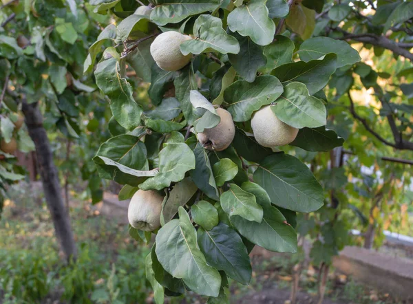 Ramo Frutas Membrillo Árbol Jardín — Foto de Stock