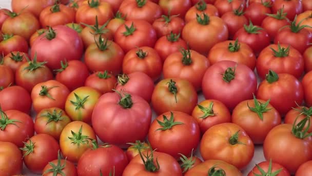 Textura Tomates Orgánicos Sabrosos Cultivados Casa Cerca Beneficios Del Concepto — Vídeos de Stock