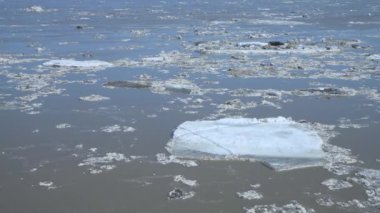 Nehirde bahar buzları sürükleniyor. Yüzen gri buz kütleleri. - Rusya. Altai Bölgesi. Ob Nehri. 4K video.