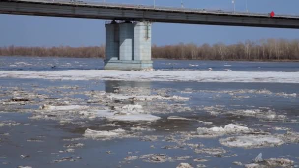 バーナール ロシアだ 2021年4月16日 川に氷の春のドリフト 川の駅の近くの新しい橋 橋の柱の上に浮かぶ流氷が砕けています アルタイ地方 リバー 4Kビデオ — ストック動画