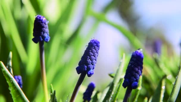 蓝色的小花浇水 毒蛇洋葱 Viper Onion Muscari Armeniacum 老鼠水仙花 Mouse Hyacinth 葡萄水仙花 — 图库视频影像