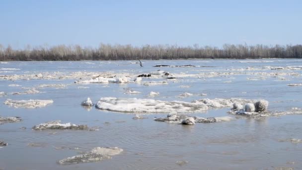 春の川に氷の漂流 浮遊する灰色の氷の流れ ロシアだ アルタイ準州 リバー 4Kビデオ — ストック動画